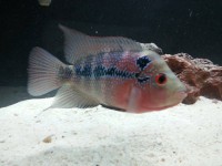 FLOWER HORN 12CM
